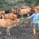 This M'Sian Quits School After Standard 6, Now He'S A Millionaire Farming Cows - World Of Buzz