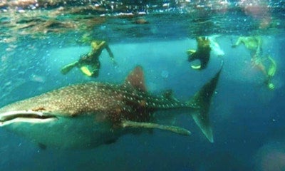 Tourists In Sabah Swim And Take Pictures With Whale Shark In A Rare Scene - World Of Buzz