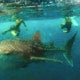 Tourists In Sabah Swim And Take Pictures With Whale Shark In A Rare Scene - World Of Buzz