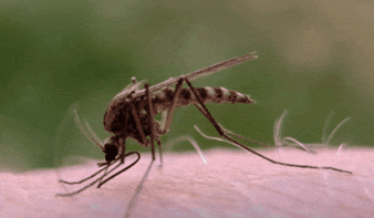Why Are Some People Prone To Mosquito Bites As Compared To Others? - World Of Buzz 1