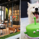 8 Unique Dog-Friendly Cafes M'Sians Can Bring Their Fur-Kids To - World Of Buzz
