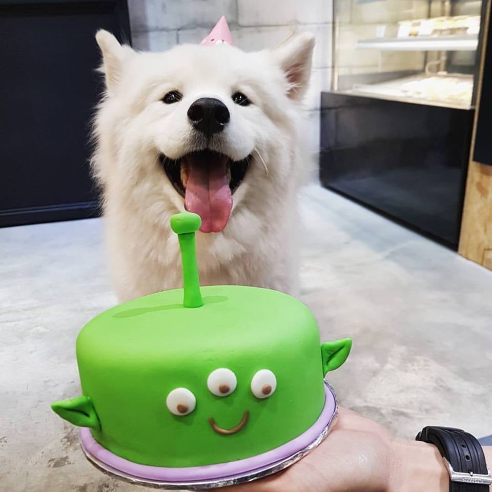 8 Unique Dog-Friendly Shops &Amp; Cafes M'sians Can Bring Their Fur-Kids To - World Of Buzz 3