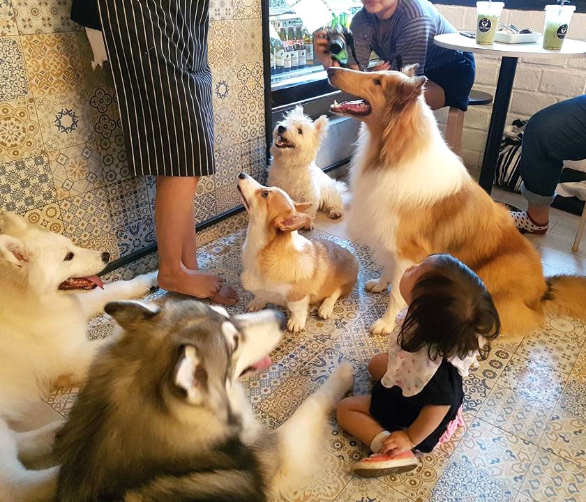 8 Unique Dog-Friendly Shops &Amp; Cafes M'sians Can Bring Their Fur-Kids To - World Of Buzz 6