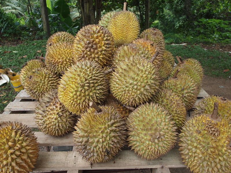 800px Durian 1