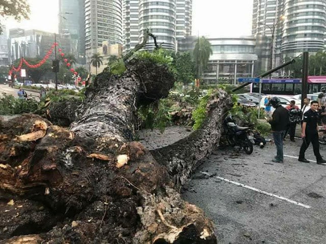 Couple Injured by Fallen Tree Near KLCC Just Got Married Yesterday - WORLD OF BUZZ