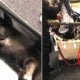 10Yo Puppy Suffocated To Death After Flight Attendant Asked Owner To Put It In - World Of Buzz