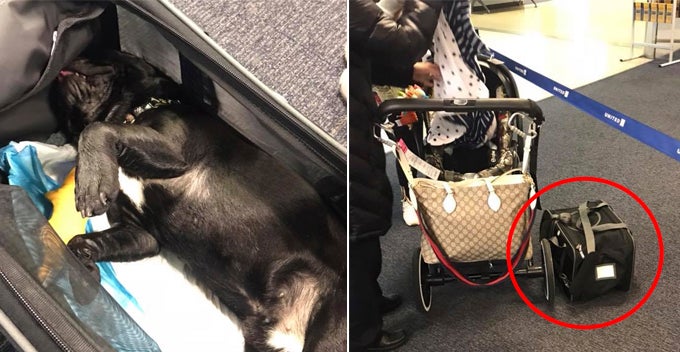 10yo Puppy Suffocated to Death After Flight Attendant Asked Owner to Put It in - WORLD OF BUZZ