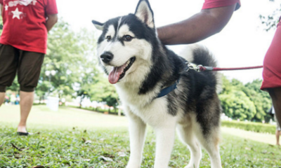 Dog Owners In Kl Can Apply &Amp; Renew Dog Licenses Online, Here'S How - World Of Buzz 3