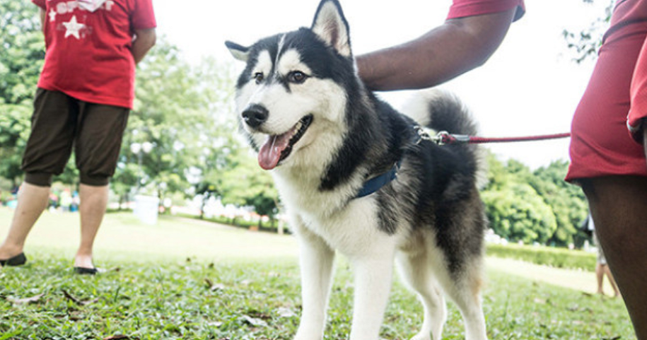 Dog Owners in KL Can Apply & Renew Dog Licenses Online, Here's How - WORLD OF BUZZ 3