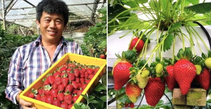 farmer plays music to strawberries in cameron highland fruits are sweeter and bigger world of buzz