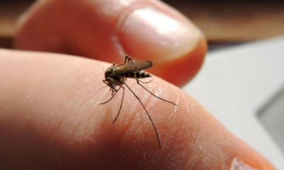 Here’s Why Some People Are More Prone To Mosquito Bites Than Others - World Of Buzz 4