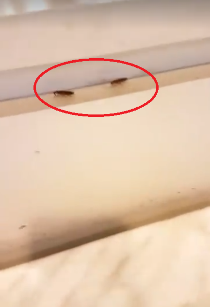 Huge Cockroaches Found Casually Roaming in Popular Food Court in Penang Mall - WORLD OF BUZZ