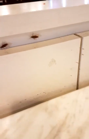 Huge Cockroaches Found Casually Roaming in Popular Penang Mall's Food Court - WORLD OF BUZZ 2