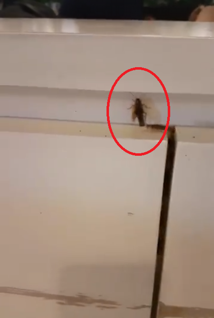Huge Cockroaches Found Casually Roaming in Popular Penang Mall's Food Court - WORLD OF BUZZ
