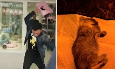 Man Buys Kitten To Profess His Love, Slammed It To Death After Pet Shop Refuse To Take It Back - World Of Buzz
