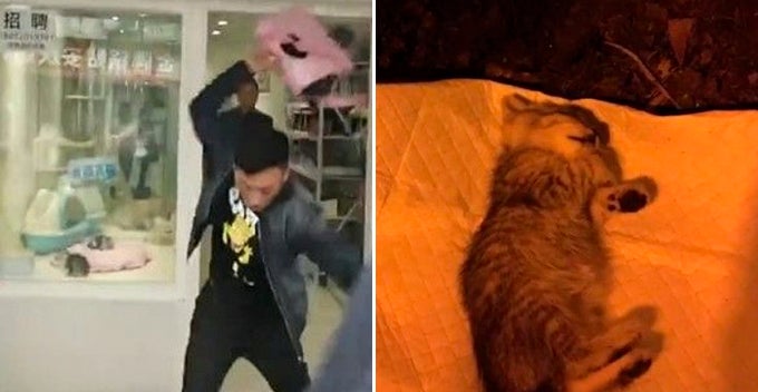 Man Buys Kitten To Profess His Love, Slammed It To Death After Pet Shop Refuse To Take It Back - World Of Buzz