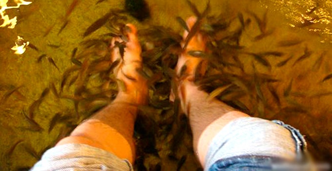 man with stinky legs goes for fish pedicure ends up killing all the fish world of buzz