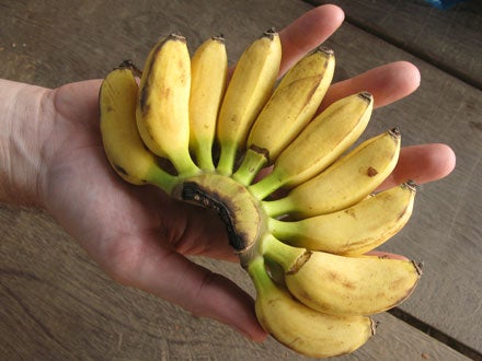 mini bananas 1