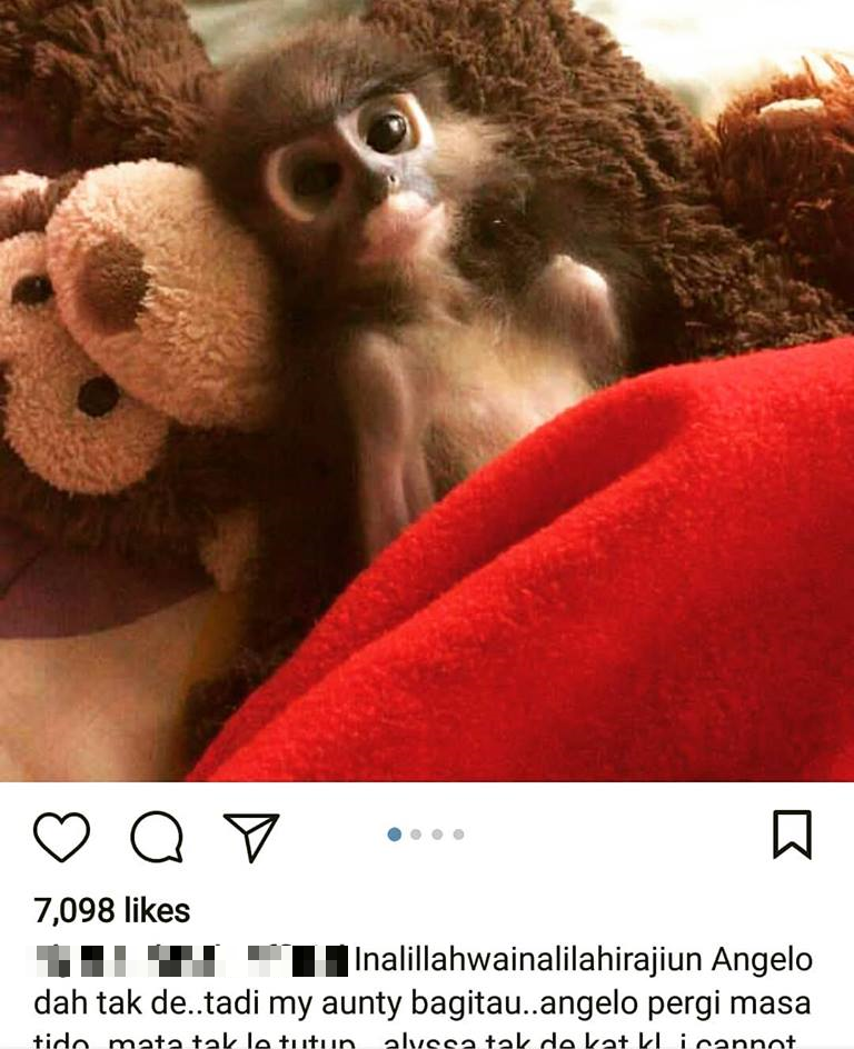 M'sian Activist Slams Trend of Buying Exotic Wild Monkeys as Pets, Says We're Killing Them - WORLD OF BUZZ 1