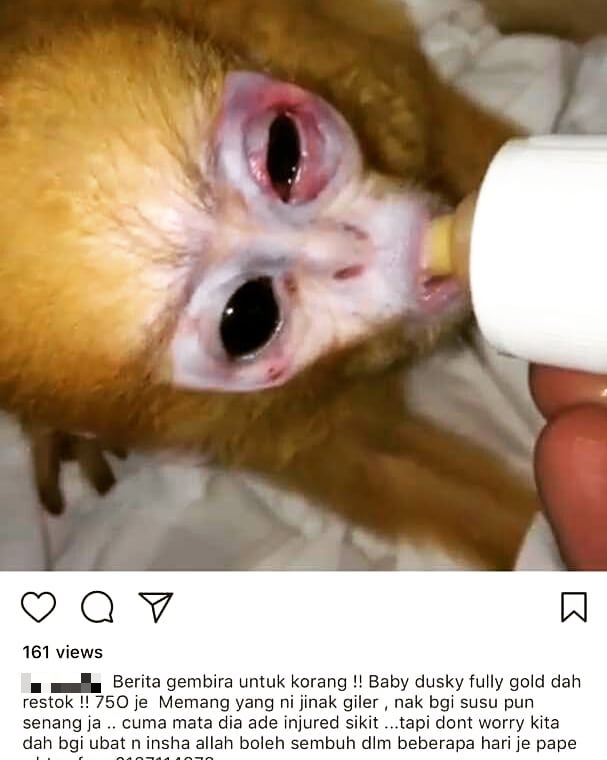 M'sian Activist Slams Trend of Buying Exotic Wild Monkeys as Pets, Says We're Killing Them - WORLD OF BUZZ 2