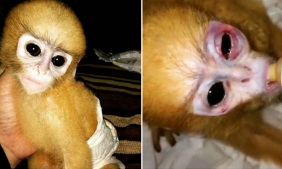 M'Sian Activist Slams Trend Of Buying Exotic Wild Monkeys As Pets, Says We'Re Killing Them - World Of Buzz 5