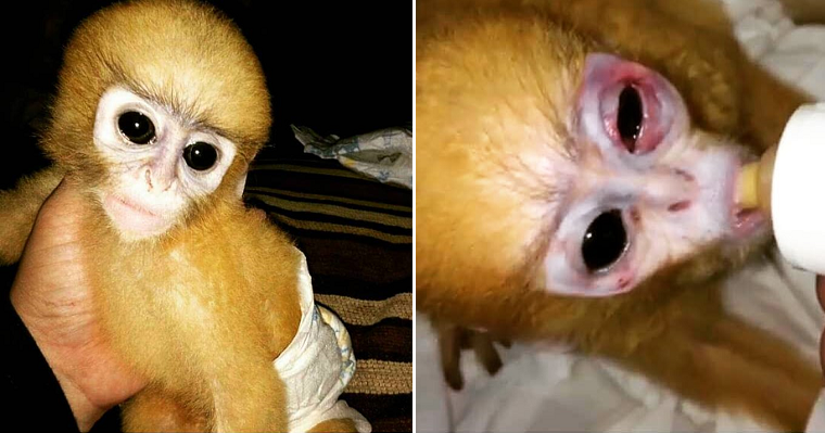 M'Sian Activist Slams Trend Of Buying Exotic Wild Monkeys As Pets, Says We'Re Killing Them - World Of Buzz 5