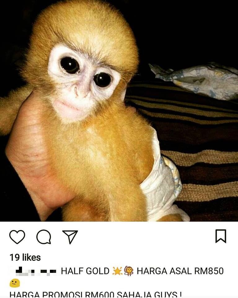 M'sian Activist Slams Trend of Buying Exotic Wild Monkeys as Pets, Says We're Killing Them - WORLD OF BUZZ