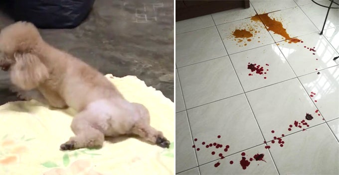 M'Sian Woman Brings Poodle For Bathing, Came Home Vomiting Blood And Paralysed - World Of Buzz