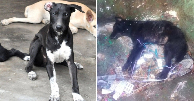 over 30 dogs raised by an old man poisoned to death by cruel people in penang world of buzz 3