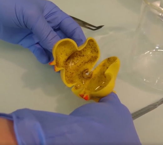 Study Shows Toy Rubber Ducks Have Millions of Bacteria Which Can Make Children Sick - WORLD OF BUZZ