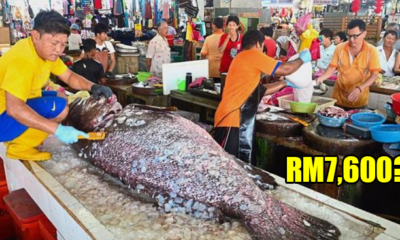 This 152Kg Giant Grouper Costs Rm7,600 And A Malaysian Guy Actually Bought It! - World Of Buzz