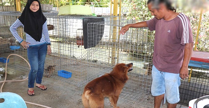 this malay family has a four big dogs including a wolfhound and a husky world of buzz 1