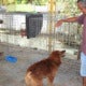 This Malay Family Has A Four Big Dogs, Including A Wolfhound And A Husky! - World Of Buzz