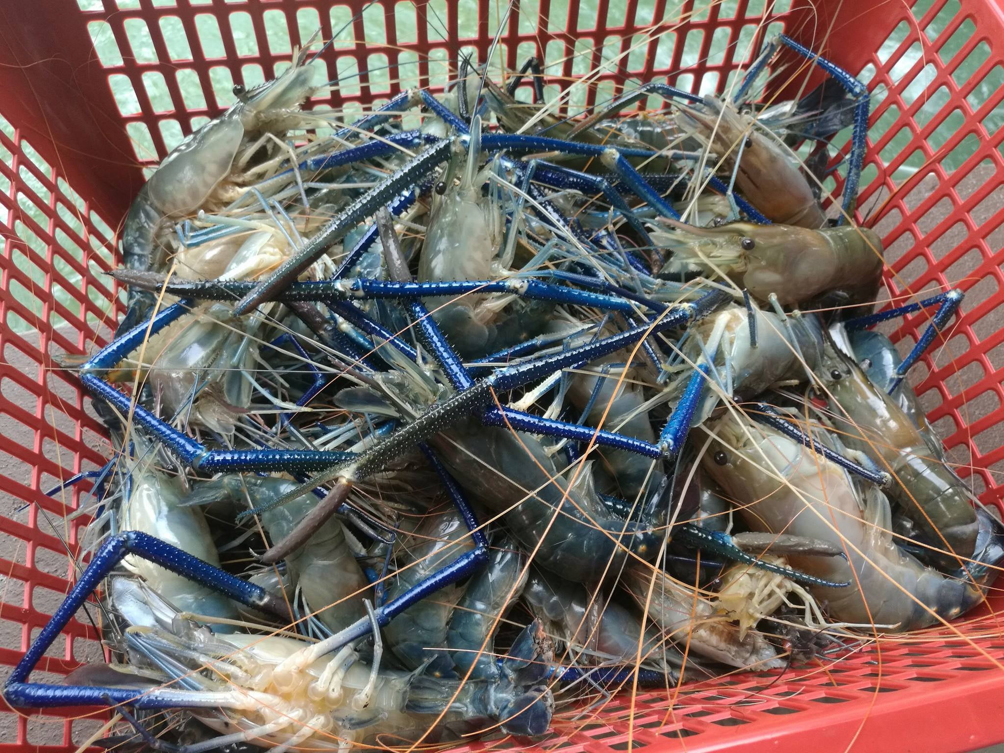 You Can Now Fish For Your Own Prawns And Crabs To Grill Here! - World Of Buzz 2