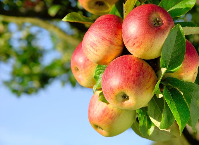 The Appalling Truth Of Why Europe is Banning American Apples