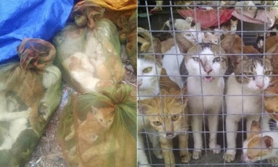 Illegal Trade Of Dog And Cat Meat Are Expanding In M'Sia, And It'S Terrifying - World Of Buzz