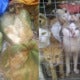 Illegal Trade Of Dog And Cat Meat Are Expanding In M'Sia, And It'S Terrifying - World Of Buzz