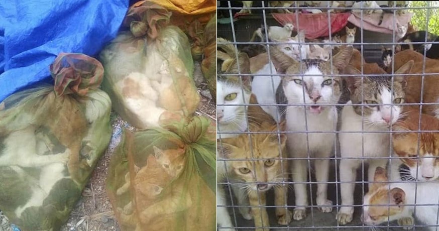Illegal Trade of Dog and Cat Meat Are Expanding In M'sia, And It's Terrifying - WORLD OF BUZZ