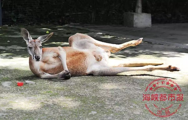 Inconsiderate Zoo Visitors Kills Kangaroo By Throwing Bricks Just To See Her Jump - World Of Buzz 2