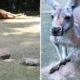 Inconsiderate Zoo Visitors Kills Kangaroo By Throwing Bricks Just To See Her Jump - World Of Buzz 3