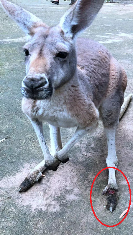 Inconsiderate Zoo Visitors Kills Kangaroo By Throwing Bricks Just To See Her Jump - World Of Buzz