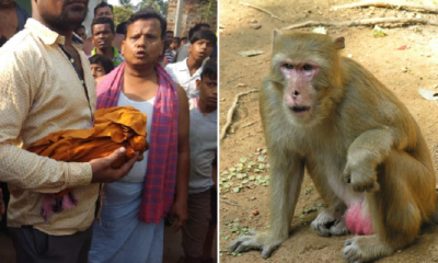 Monkey Believed To Have Killed Newborn Baby After Kidnapping Him From Cradle - World Of Buzz 3