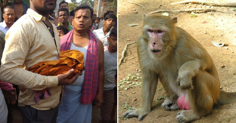 Monkey Believed To Have Killed Newborn Baby After Kidnapping Him From Cradle - World Of Buzz 3
