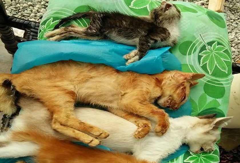 M'sian Man Calls Radio Station to Confess That He Poisoned & Killed 25 Cats - WORLD OF BUZZ 1