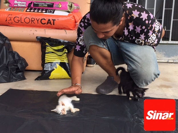 M'sian Man Calls Radio Station to Confess That He Poisoned & Killed 25 Cats - WORLD OF BUZZ 2