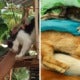M'Sian Man Calls Radio Station To Confess That He Poisoned &Amp; Killed 25 Cats - World Of Buzz 3