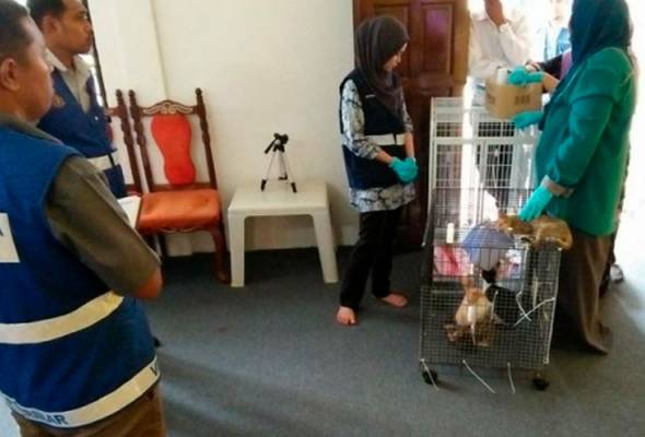 M'sian Man Calls Radio Station to Confess That He Poisoned & Killed 25 Cats - WORLD OF BUZZ