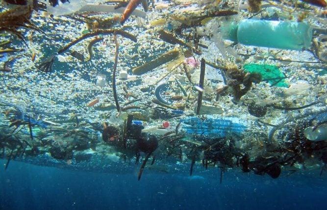 Scientists Accidentally Discovers Enzyme That Could Put a Stop to Plastic Pollution - WORLD OF BUZZ 1