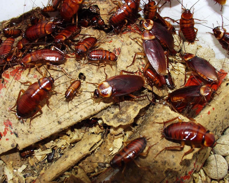 World's Largest Roach Farm Breeds 6 Billion Cockroaches a Year for 'Healing Potion' - WORLD OF BUZZ 2