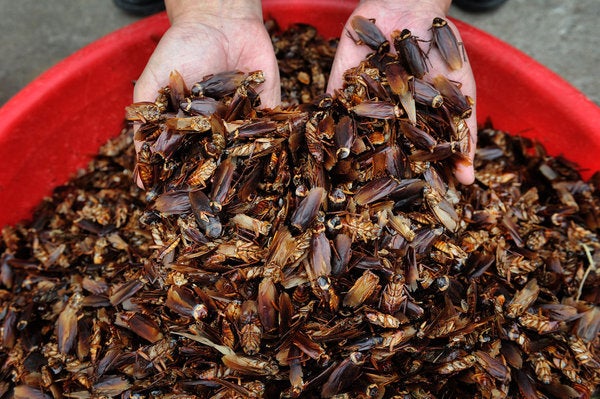 World's Largest Roach Farm Breeds 6 Billion Cockroaches A Year For 'Healing Potion' - World Of Buzz 4